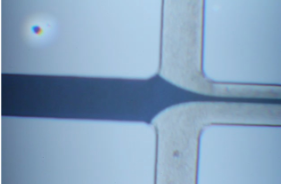 Microscope view of hydrodynamic focusing in the fabricated chip